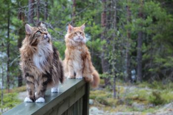 Maine coons câți trăiesc