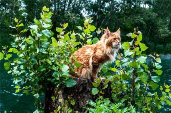 Maine coons câți trăiesc