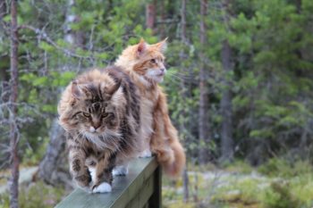 Maine coons câți trăiesc