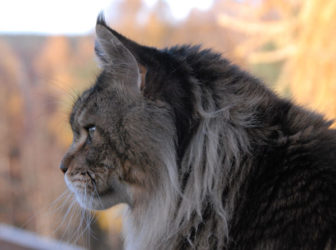 Maine coons câți trăiesc