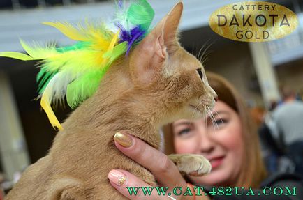 Nemzetközi kiállítás a kutyák és a macskák (WCF) Harkovban, 1. nap, 1. rész - látogatás bengáli