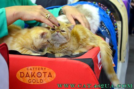 Expozitie internationala de pisici si pisici (wcf) din Kharkov, ziua 1, partea 1 - vizita la Bengal