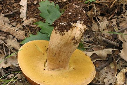 Mycelium de ciuperci albe cum să crească, unde să obțineți, plantare, îngrijire, fotografie, video