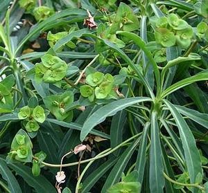 Euphorbia belozhilkovy