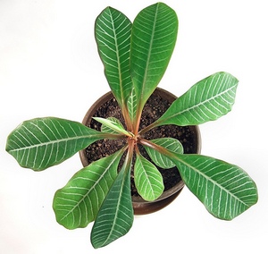 Euphorbia belozhilkovy