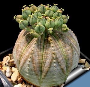 Euphorbia belozhilkovy