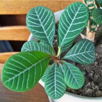 Euphorbia - îngrijire la domiciliu