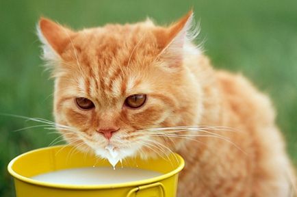Молочні ріки без берегів - блог про кішок британської породи