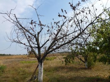 Moniliosis alma módon a betegség elleni küzdelem és módszerek a megelőzés