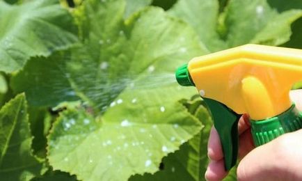 Mote на краставици в оранжерии, които правят химикали, народни средства за защита и консултации градинари