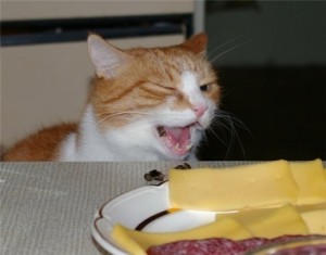 Pisicile pot da brânză