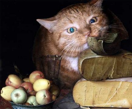 Este posibil pentru pisici brânză