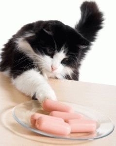 Este posibil să brânză și pisici decât vă puteți hrăni pisica, site-ul „cana“