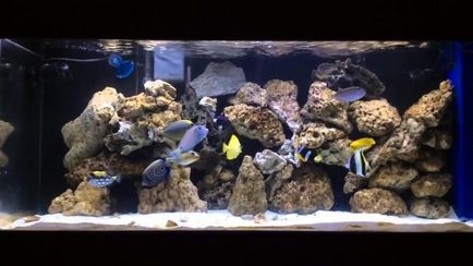 Чи можна в акваріум покласти морські мушлі