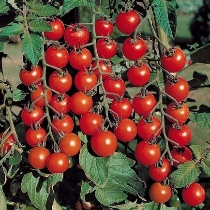 Можна на городі вирощувати томати черрі