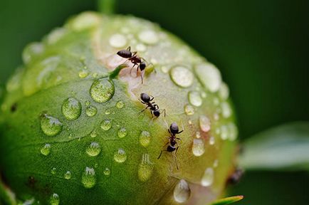 Мравки в градината - как да се отървете от народната медицина, завинаги