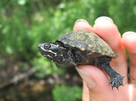 Musk Turtle unde să cumpărați, să întrețineți și să aveți grijă acasă