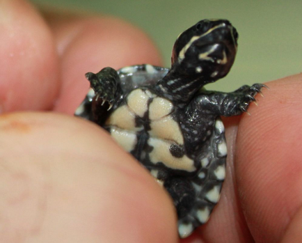 Musk Turtle unde să cumpărați, să întrețineți și să aveți grijă acasă