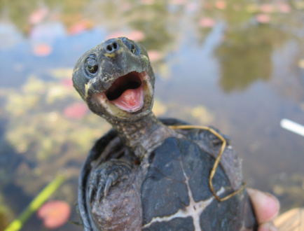 Sternotherus hol vásárolnak, karbantartási és ápolási otthon