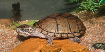 Musk Turtle - îngrijire la domiciliu și întreținere 3