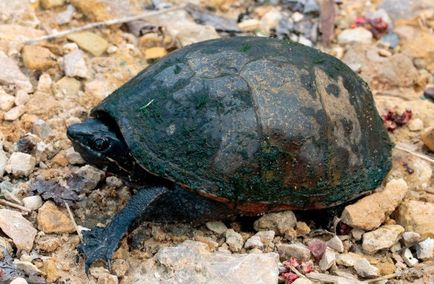 Musk Turtle - îngrijire la domiciliu și întreținere 3