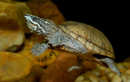 Musk Turtle - îngrijire la domiciliu și întreținere 3