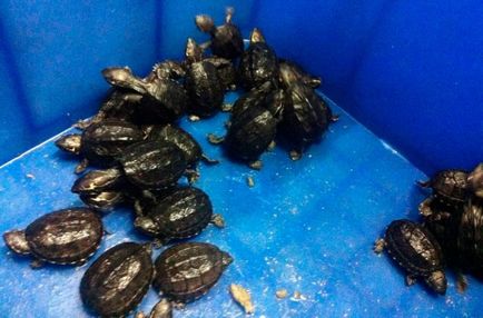 Musk Turtle - îngrijire la domiciliu și întreținere 3