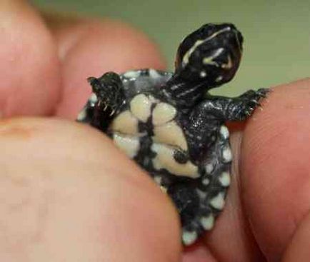 Musk Turtle - îngrijire la domiciliu și întreținere