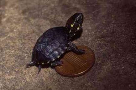 Musk Turtle - îngrijire la domiciliu și întreținere