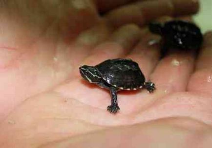 Musk Turtle - îngrijire la domiciliu și întreținere