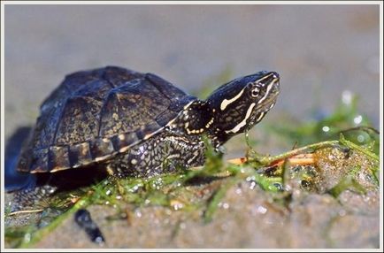 Musk Turtle - conținut, reproducere, fotografie, video