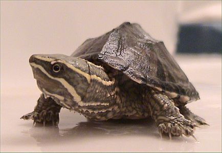 Musk Turtle - conținut, reproducere, fotografie, video