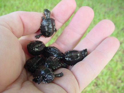 Musk Turtle - conținut, reproducere, fotografie, video