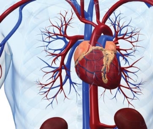 Rețete populare pentru hipertensiune - tratament cardiac