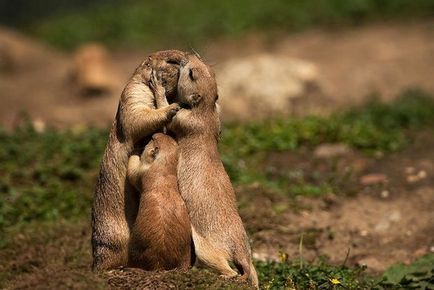 A kis válogatást fotók az állatok csók