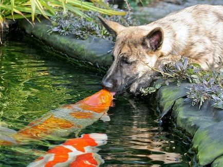 O mică selecție de fotografii de sărutare a animalelor