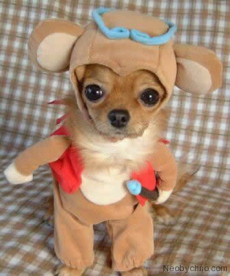 Costume neobișnuite pentru câini
