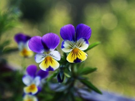 Florile anuale din grădină și grădina de legume sunt cultivate de mâini de umbre-iubitoare, plante de alpinism, fotografii și