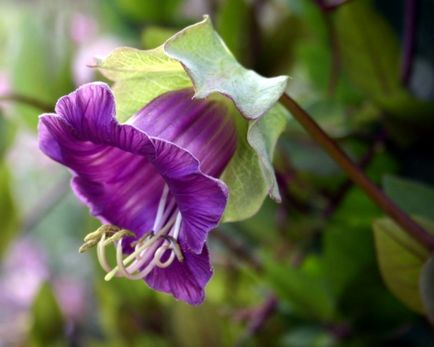 Florile anuale din grădină și grădina de legume sunt cultivate de mâini de umbre-iubitoare, plante de alpinism, fotografii și