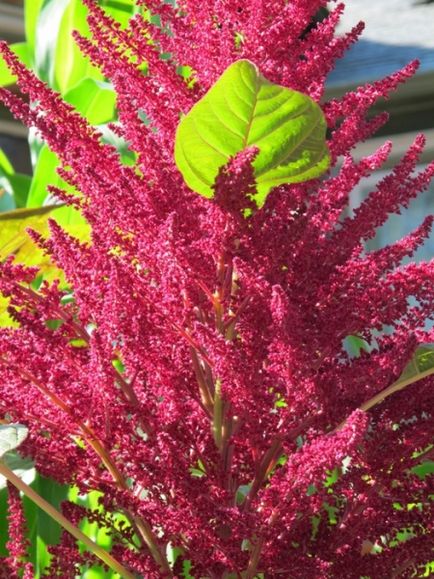 Florile anuale din grădină și grădina de legume sunt cultivate de mâini de umbre-iubitoare, plante de alpinism, fotografii și