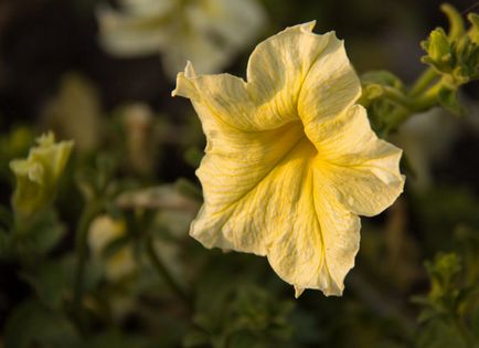 Florile anuale din grădină și grădina de legume sunt cultivate de mâini de umbre-iubitoare, plante de alpinism, fotografii și