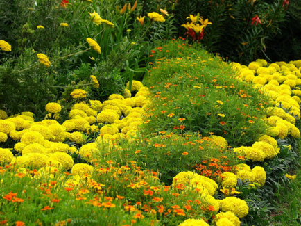 Florile anuale din grădină și grădina de legume sunt cultivate de mâini de umbre-iubitoare, plante de alpinism, fotografii și