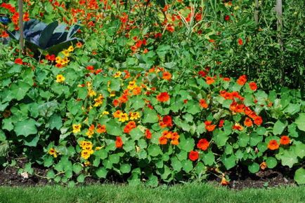 Florile anuale din grădină și grădina de legume sunt cultivate de mâini de umbre-iubitoare, plante de alpinism, fotografii și