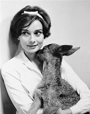 Audrey Hepburn și animale (40 fotografii)