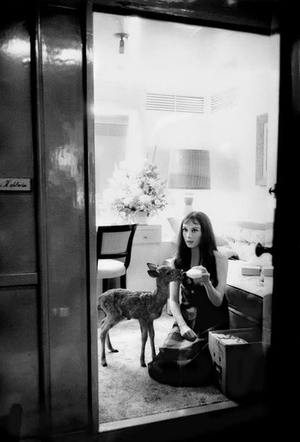 Одрі Хепберн і тварини (40 фото)