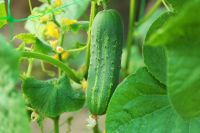 Castraveți ai finății cultivării de la producătorii de legume experimentați, grădină, cabană, argumente și fapte