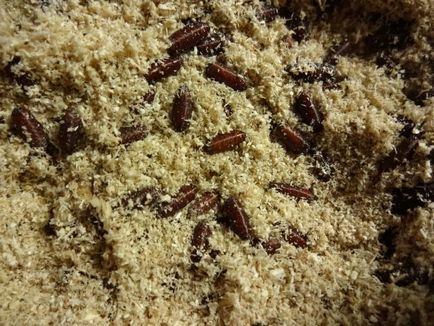 Опариші, клуб любителів мурах