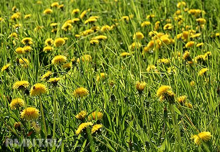 Agricultura ecologică