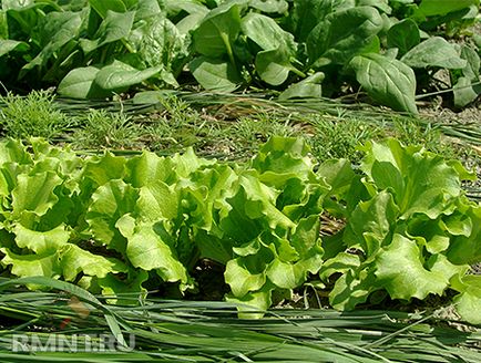 Agricultura ecologică