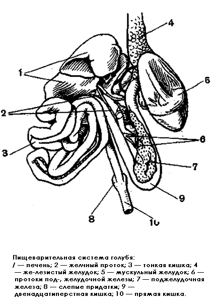 Organele de digestie și nutriție a păsărilor, organelor digestive și hrănirea păsărilor, prinderea organelor de pradă